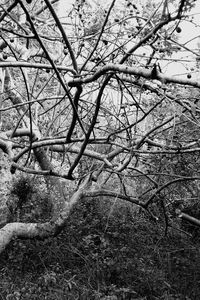 Close-up of bare tree during winter