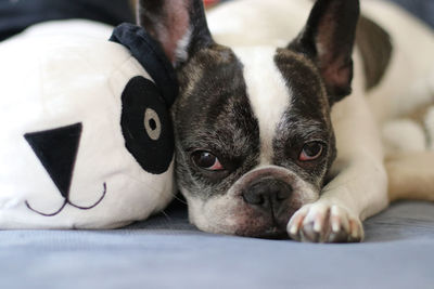 Close-up of a dog