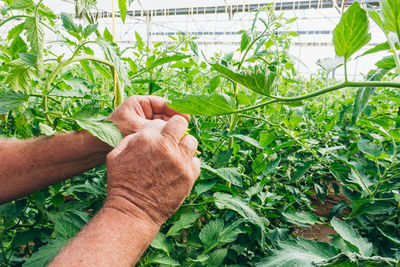 The process of growing tomatoes in an orchard