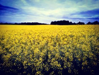 Scenic view of oilseed rape field against sky