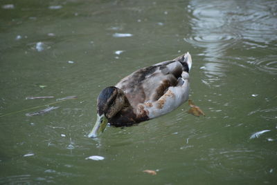 High angle view of duck swimming in lake