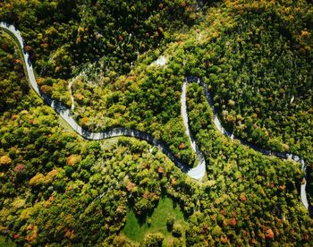 High angle view of plants and trees in forest