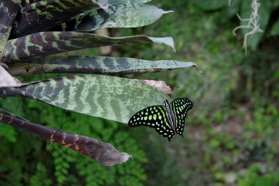 Close-up of butterfly on leaf