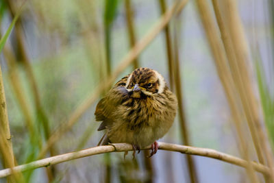 Close-up of bird perching on branch