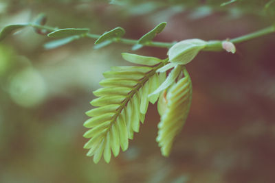 Close-up of pine tree leaves