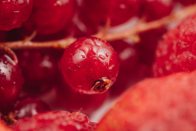 Close-up of red berries