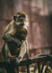 Squirrel sitting outdoors