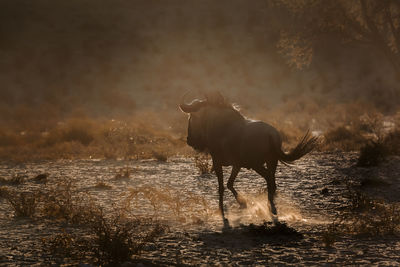 Wildebeest running in forest