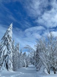 Snow covered trees against sky