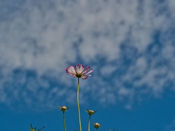 Close-up of pink flower against sky