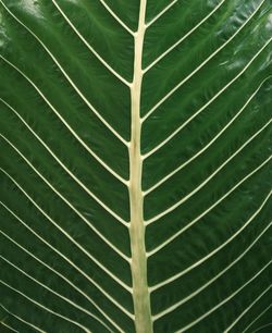 Full frame shot of green leaves