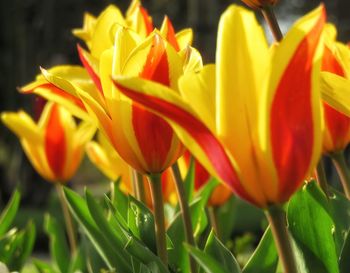 Close-up of yellow flower