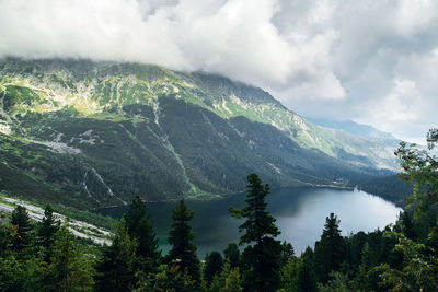 Scenic view of forest against sky