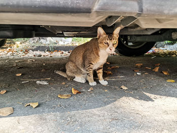 Portrait of cat sitting outdoors