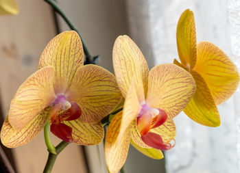 Close-up of yellow orchid