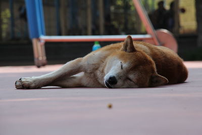 A shiba inu sleeping on the ground .