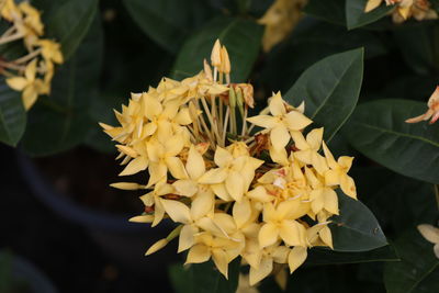 Close-up of yellow flowering plant