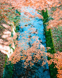 Close-up of ivy growing on tree