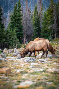 Deer standing on field