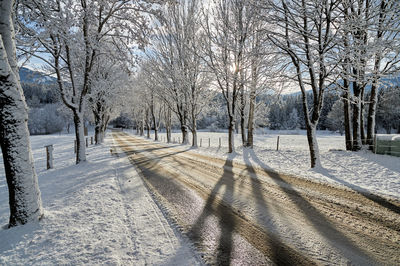 Bare trees on snow covered field