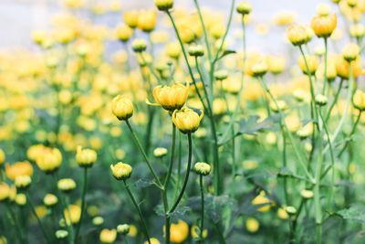 Close-up of yellow flowering plant on field