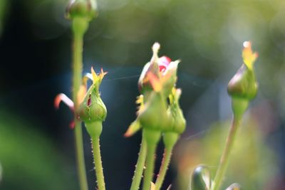 Close-up of flower buds