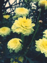 Close-up of yellow flowers growing in garden