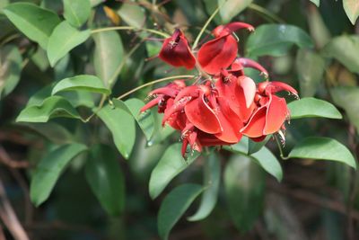 Close-up of red flowering plant