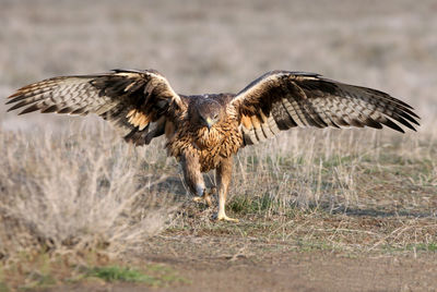 Bird flying over a field