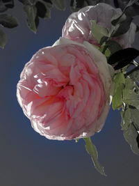 Close-up of pink rose