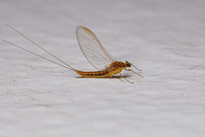 Close-up of insect on snow