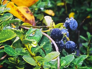 Close-up of wet berries on plant