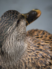 Close-up of a bird