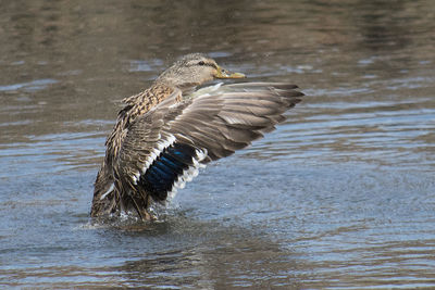 Bird in water