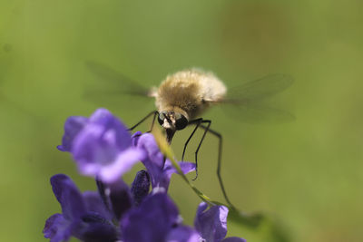 Close-up of insect on purple flower