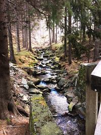 Stream amidst trees in forest