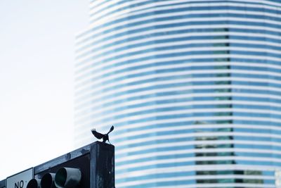 Low angle view of bird perching on building roof
