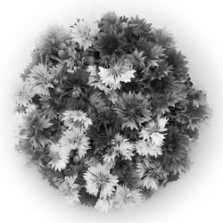 High angle view of flowering plant against white background