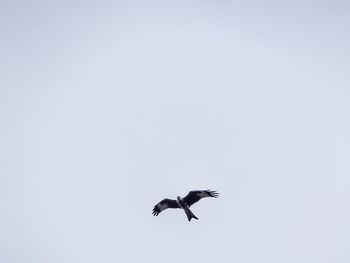 Low angle view of bird flying against clear sky