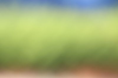 Defocused image of plant