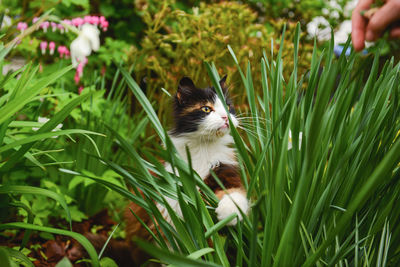 Cropped image of hand feeding on grass