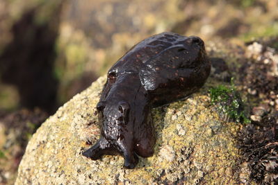 Close-up of slug on rock