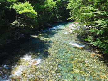 River flowing amidst trees in forest