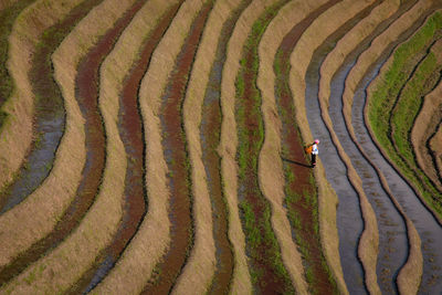 High angle view of man in farm