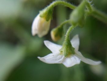 Close-up of white flowers