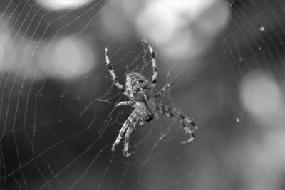 Close-up of spider web