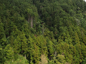 High angle view of trees in forest