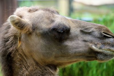 Close-up of a horse