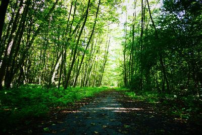 Trees in forest