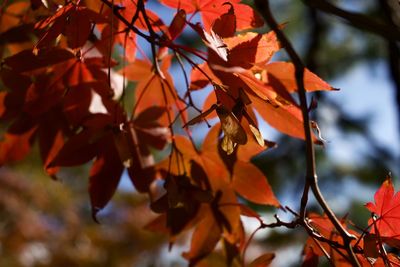 Low angle view of maple leaves on tree